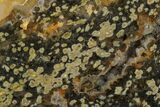 6.5" Orbicular Ocean Jasper Slab - Madagascar - #129825-1